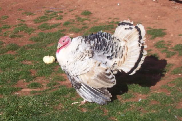 wTurkey_2011125_1.jpg