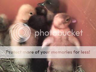 duckling_Group.jpg