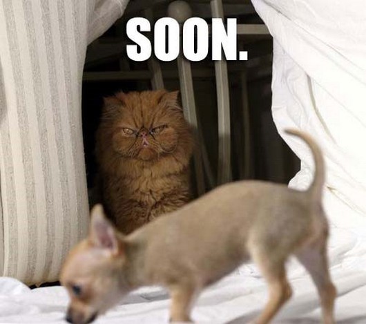 funny-meme-animals-soon-001.jpg