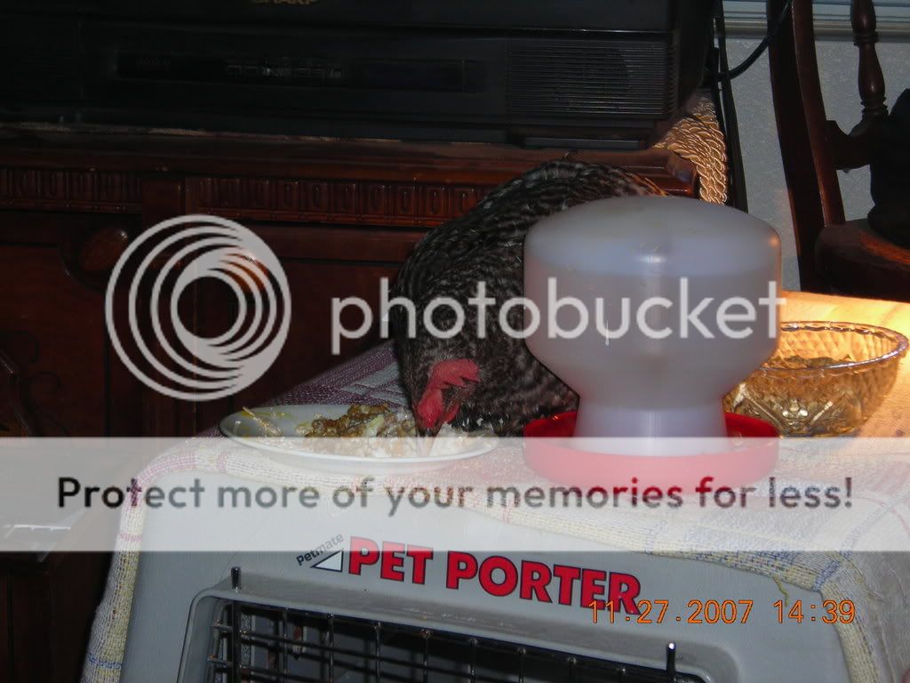 DSCN1451.jpg