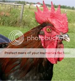 marans4-21wks.jpg