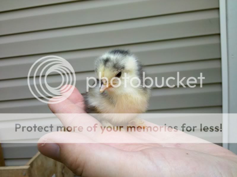 2011-07-03_10-23-36_483.jpg