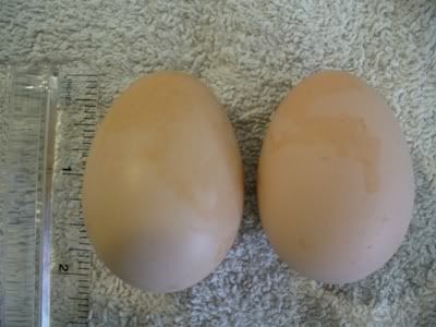 eggs081208.jpg