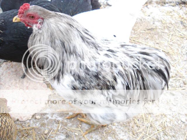 FireandChickens052.jpg