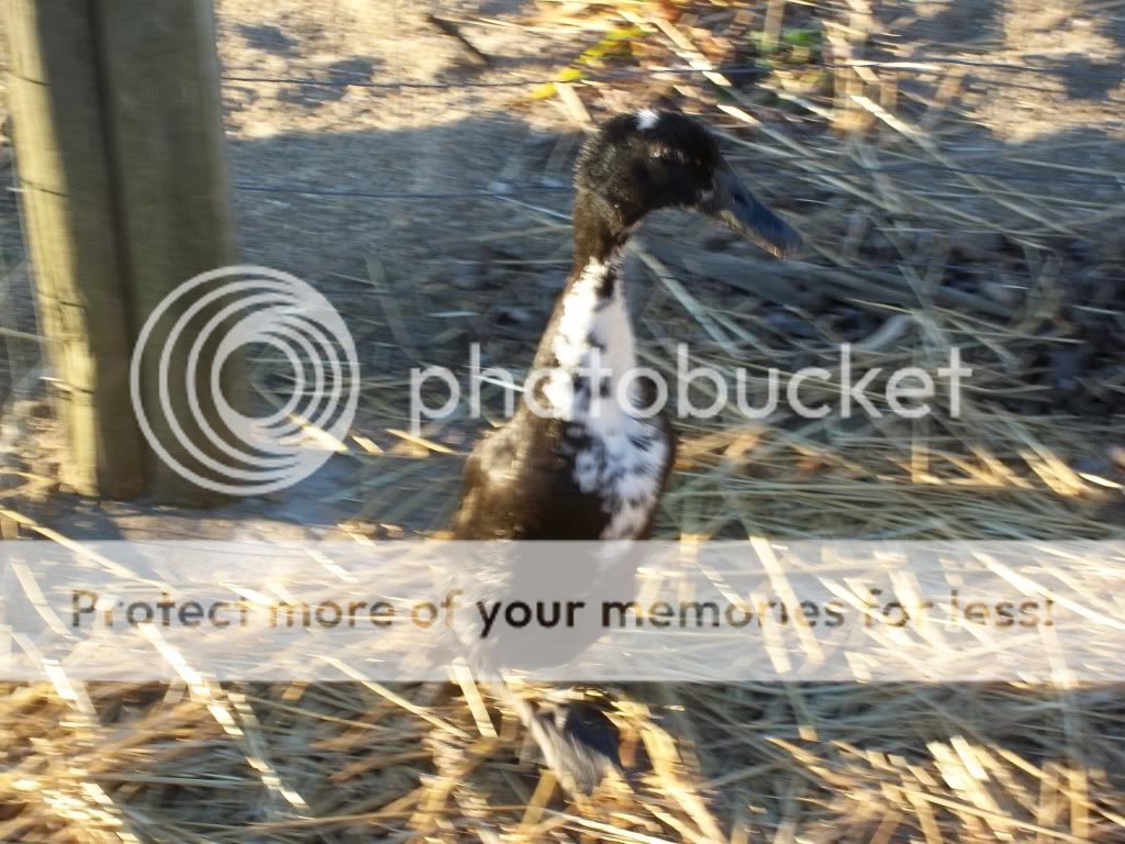 birdpictures053.jpg