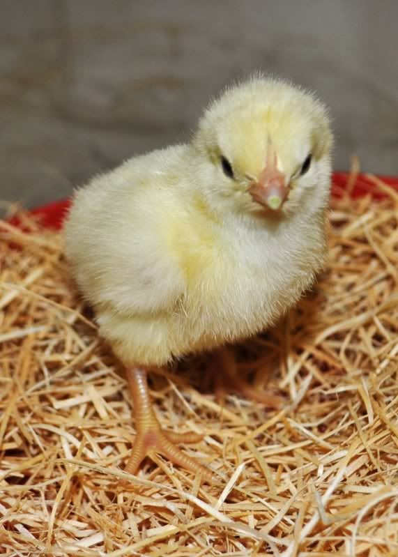 WhiteBressechicks018.jpg