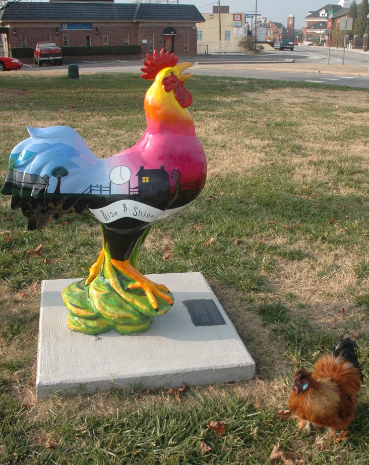 chicken_7317.jpg
