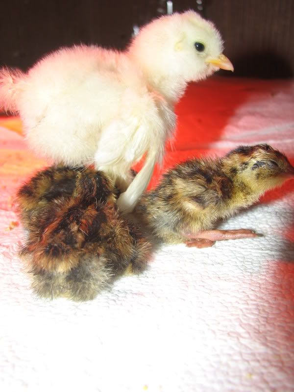 quail009.jpg