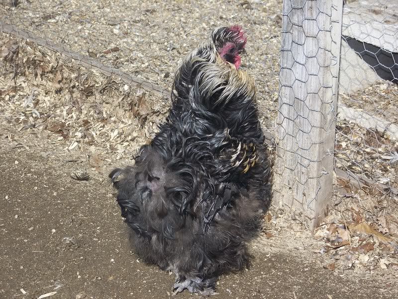 hens020.jpg