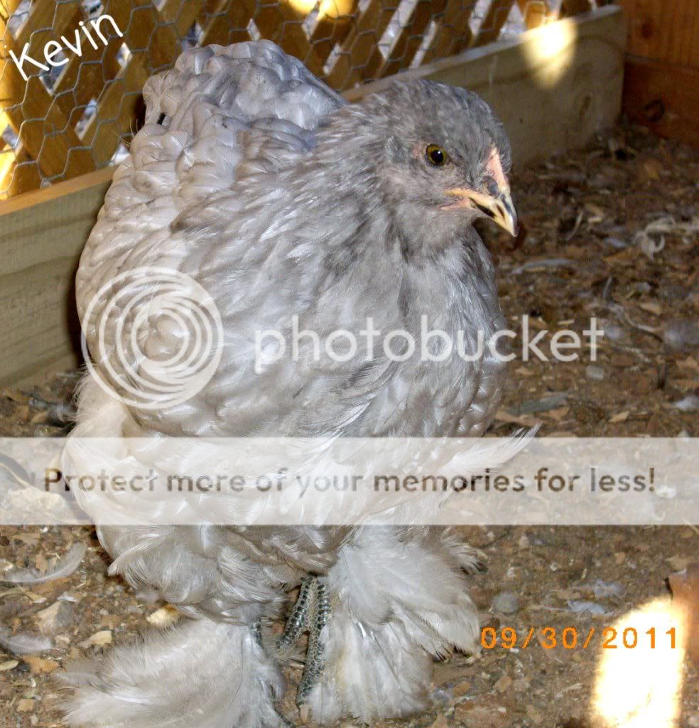 Kevin.jpg