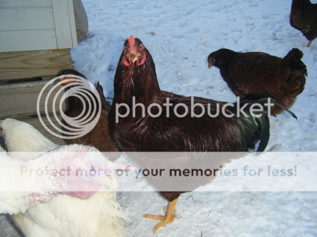DSCF2478.jpg