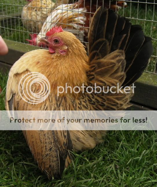 Chooks22ndAugust085-1.jpg