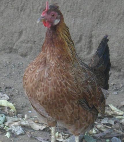 3e2f71c3_WildtypeGameHen1.jpeg