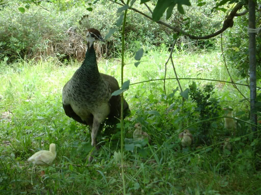 peahen1-2.jpg