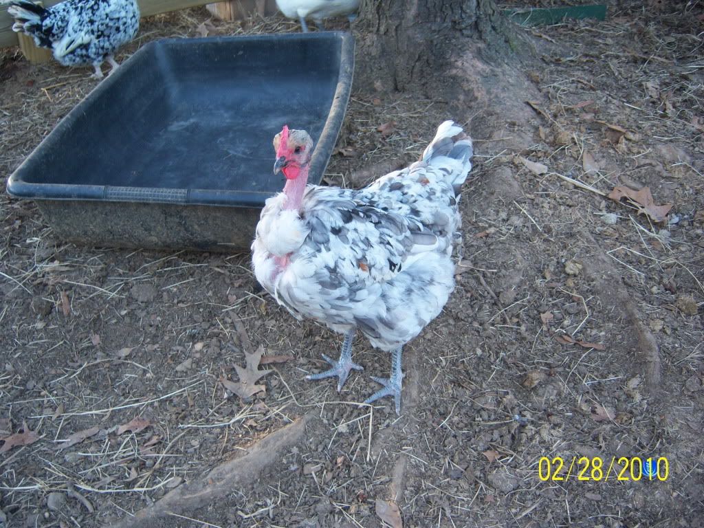 pollos093.jpg