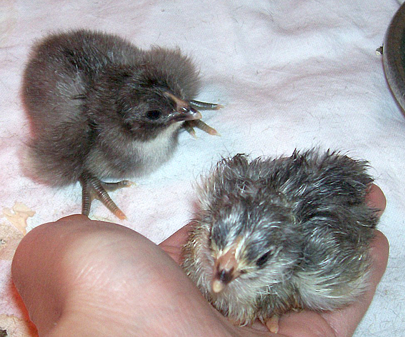 1st2SilverChix.jpg