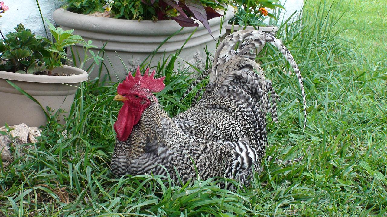 Barred_Plymouth_Rock_Rooster_(2).jpg