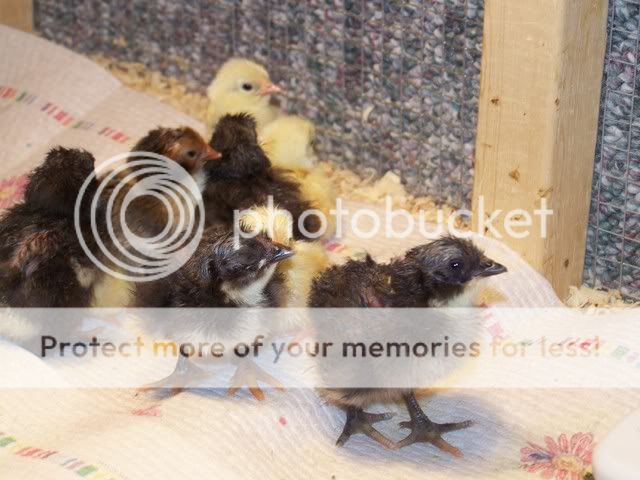 Hatching002-1.jpg