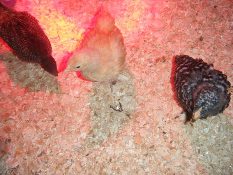 DSCF9006.jpg