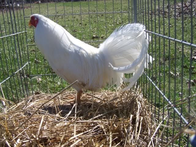 chicken007.jpg