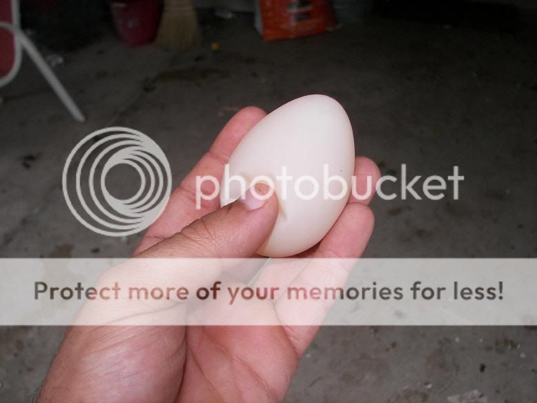 Egg2.jpg