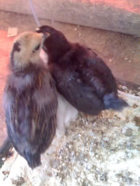 chicks6.jpg
