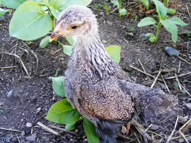 Bantams010.jpg