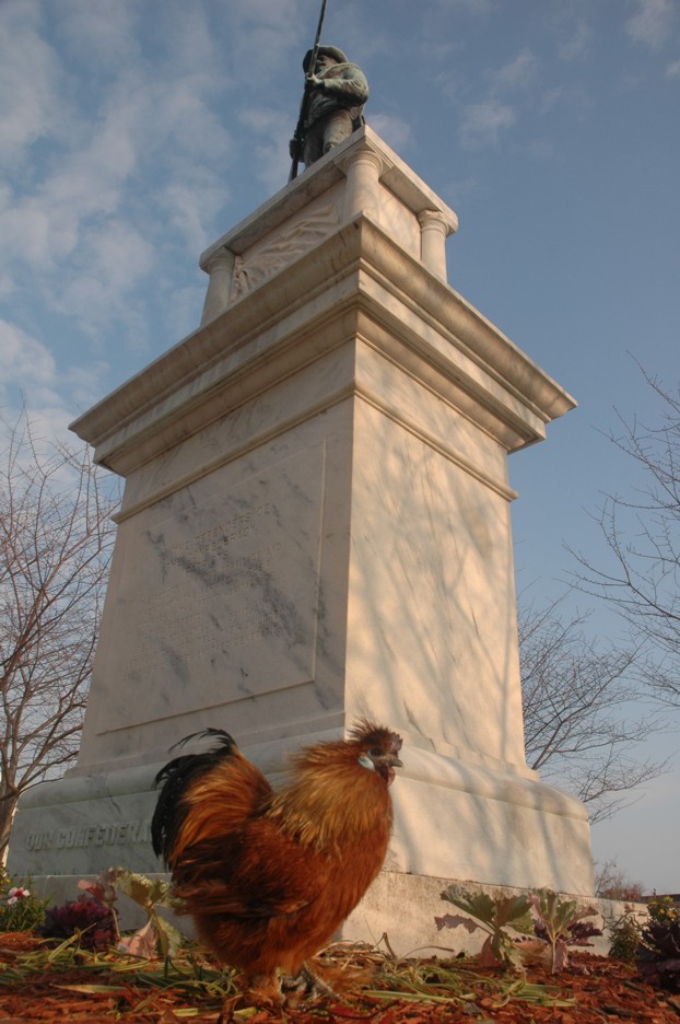 chicken_7428.jpg