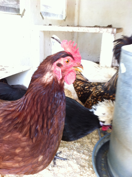 bald_chicken.jpg