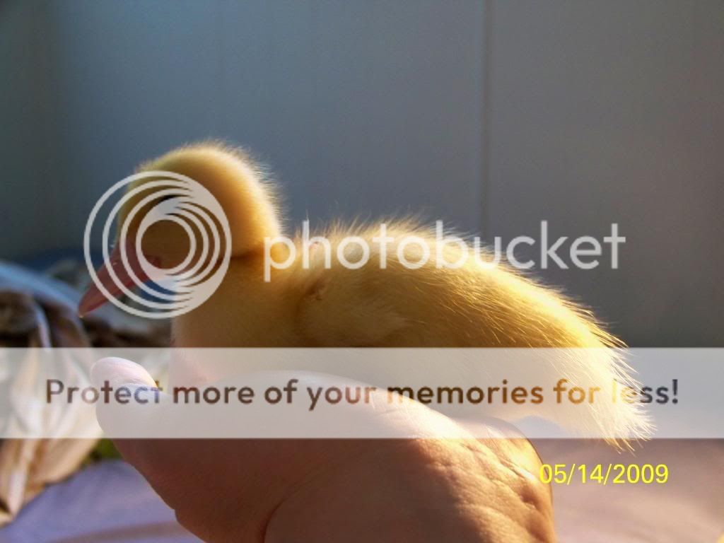 muscovyduckling2.jpg