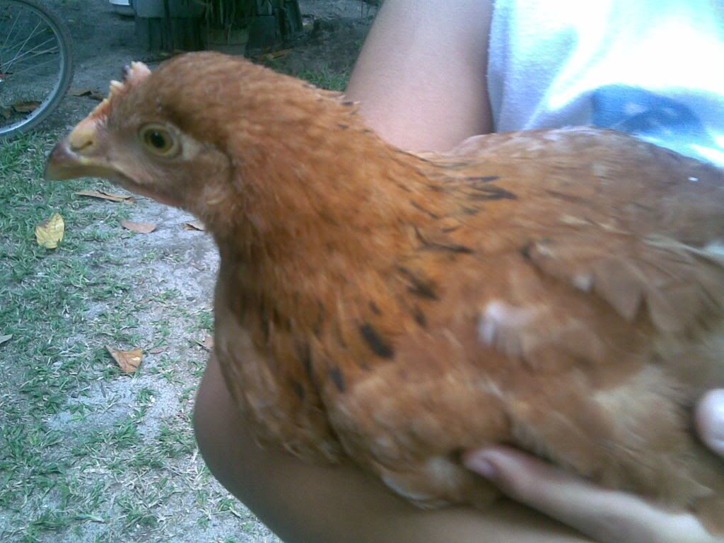06032008020.jpg