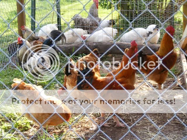 Coop-fence014.jpg