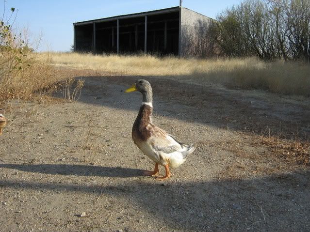 chickenpics2011604.jpg