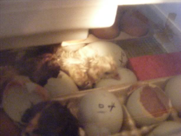 hatching020210001.jpg