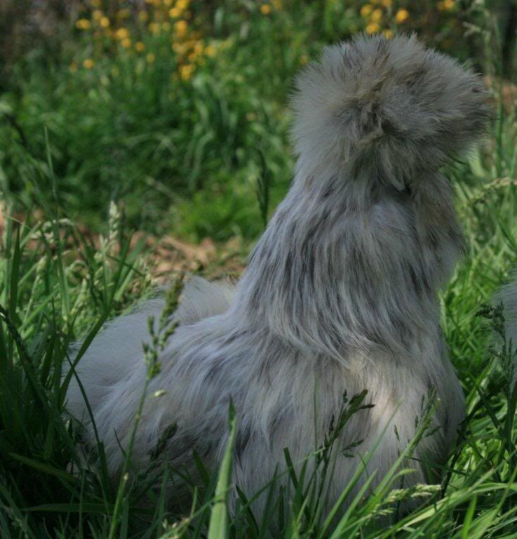 silkie3.jpg