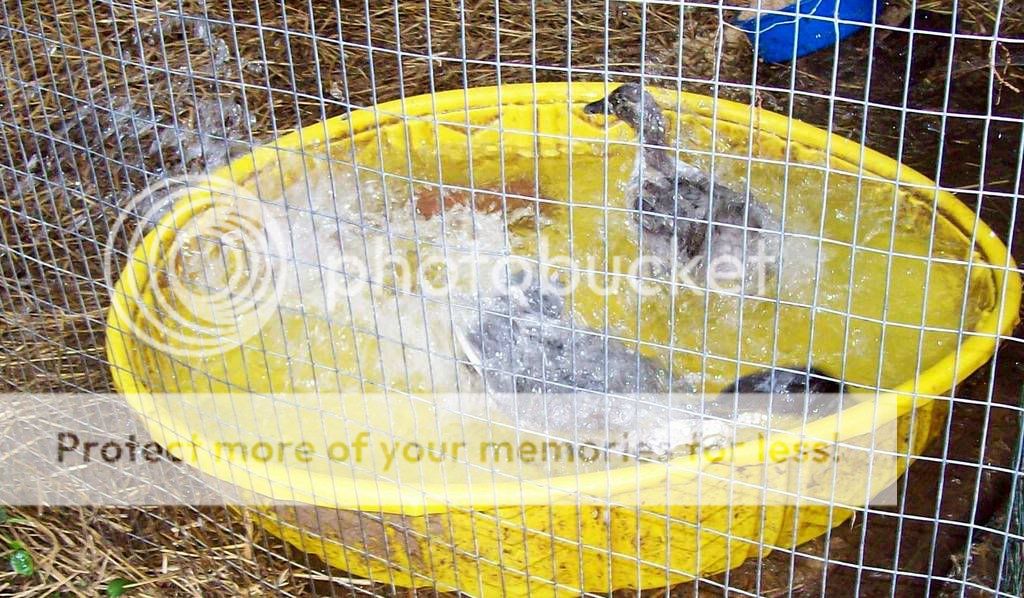 Ducksswimming.jpg