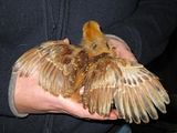 th_Chickies032.jpg