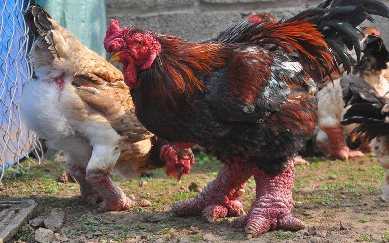 dong-tao-chicken-1.jpg