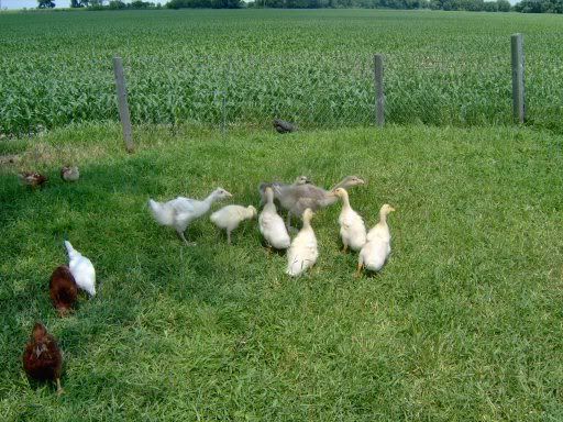 ducksngeese003.jpg