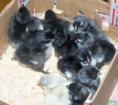 box1.jpg