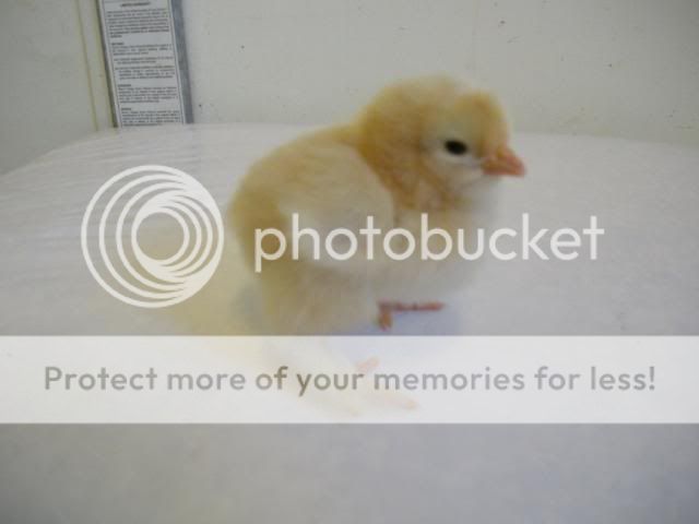 hatcherysurprisedayone309.jpg