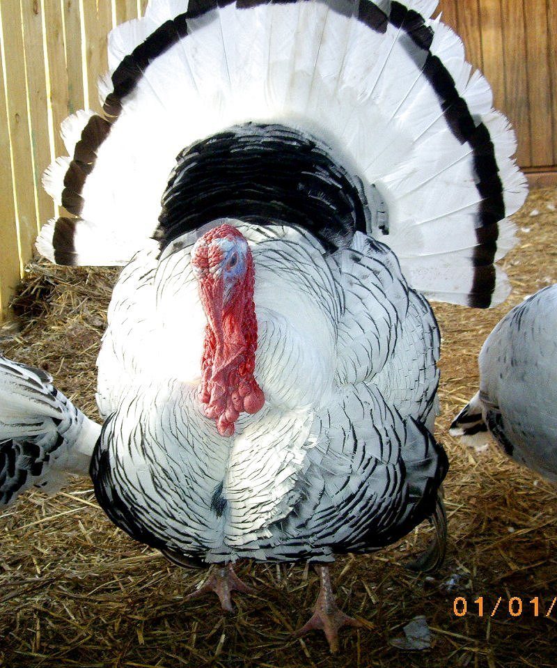 900x900px-LL-0b5d100a_turk.jpeg