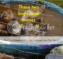 mybabies-1.jpg