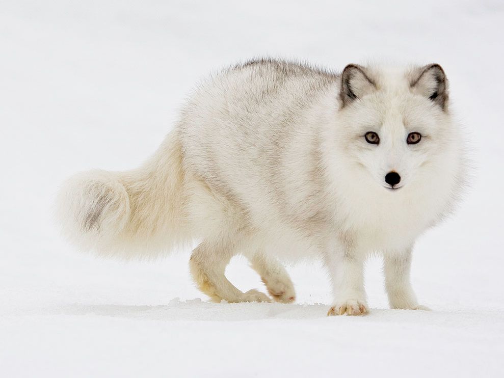 ArcticFox.jpg