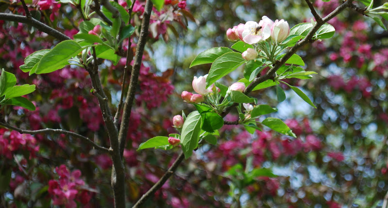 Apple%20Blossoms%205.jpg