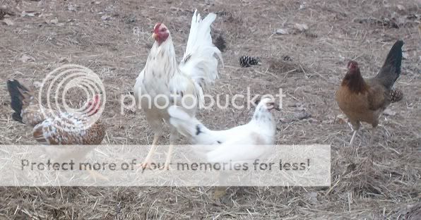 Gamefowl3.jpg