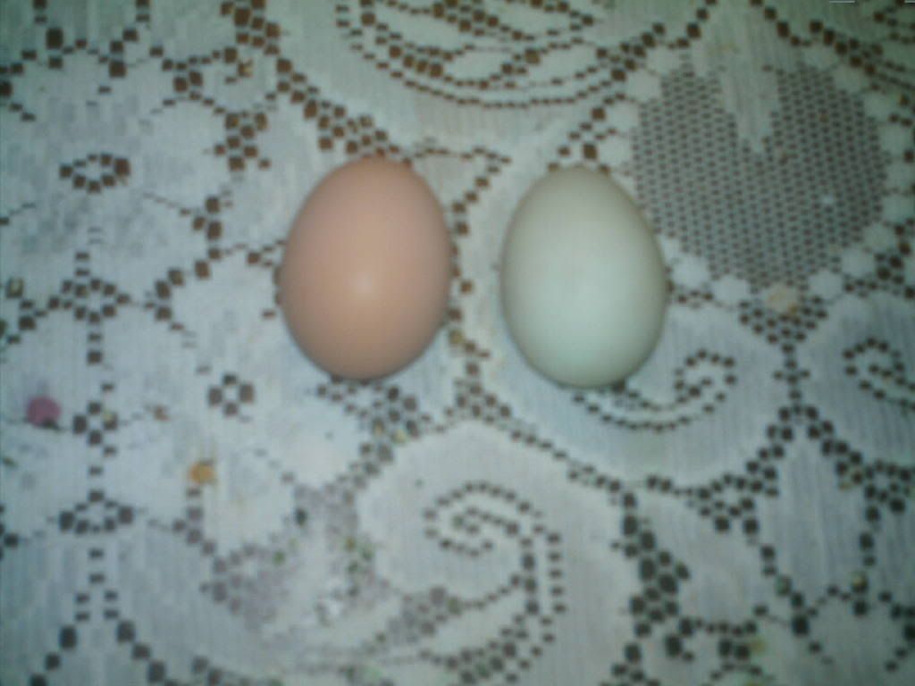 firstduckegg.jpg
