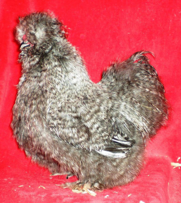 DSCN5006.jpg