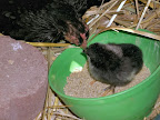 Picture%20029.jpg
