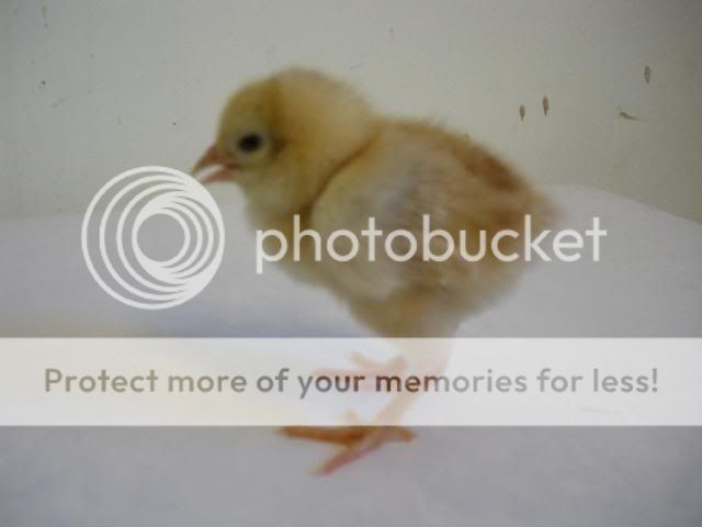 hatcherysurprisedayone297.jpg